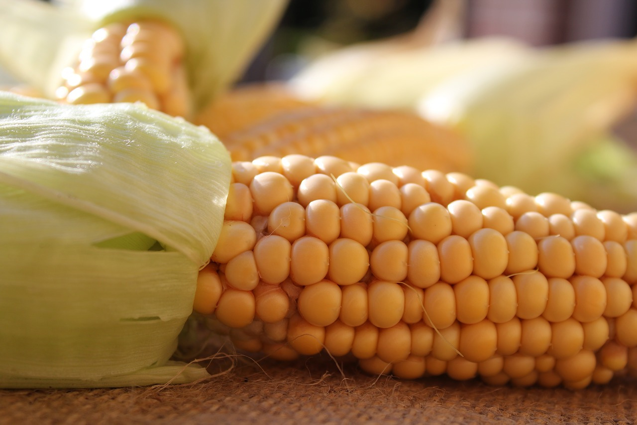 corn-on-the-cob-1712746_1280.jpg