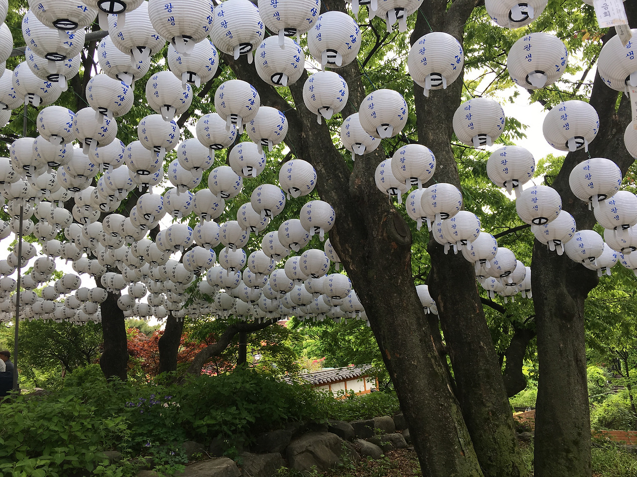 100년 넘은 느티나무와 하얀연등.jpg
