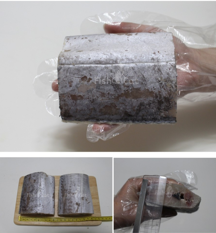 대왕갈치의 위엄.jpg