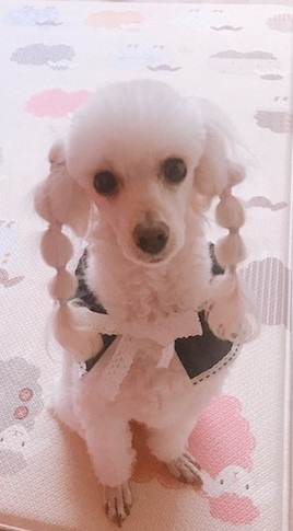 (190507)_알알이 머리 묶은 모습.jpg