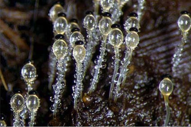 라이조프스 균사.jpg