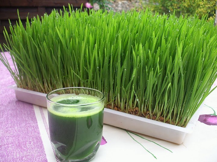 wheatgrass.jpg