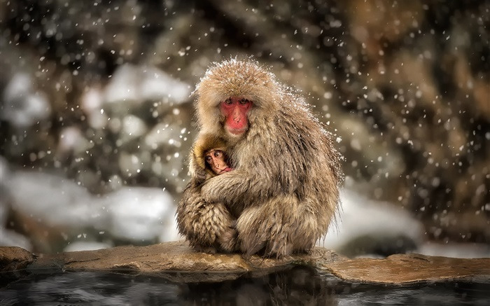 Japanese-macaques-monkey-winter-snow-mother-and-baby_m.jpg