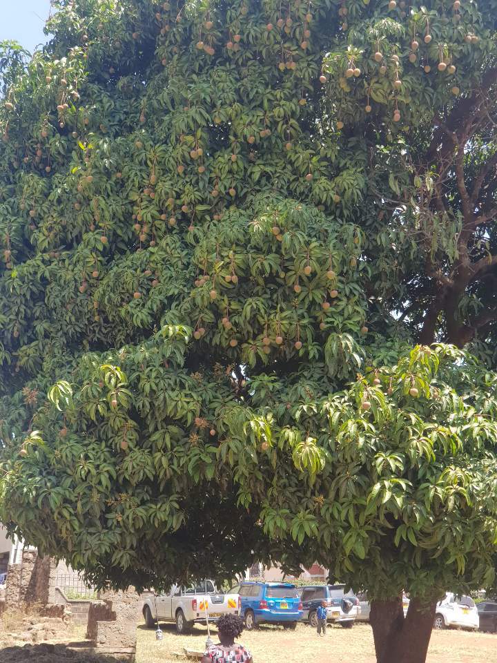 망고나무1.jpg