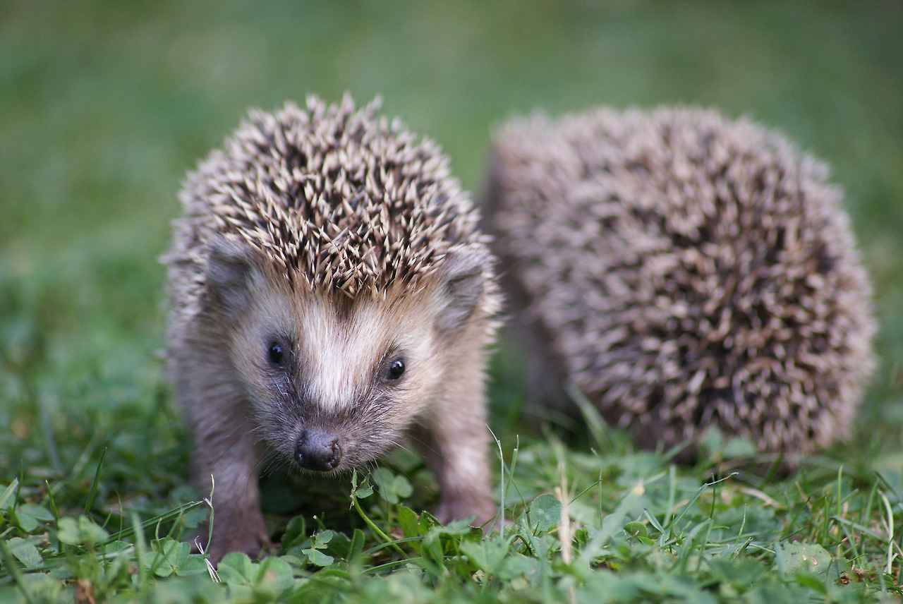 hedgehog-1709358_1920.jpg