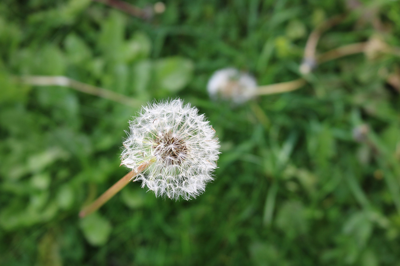 dandelion-1892991_1920.jpg