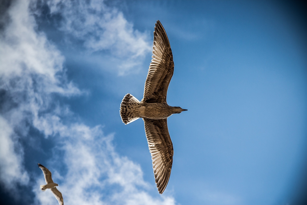 seagulls-765490_1920.jpg