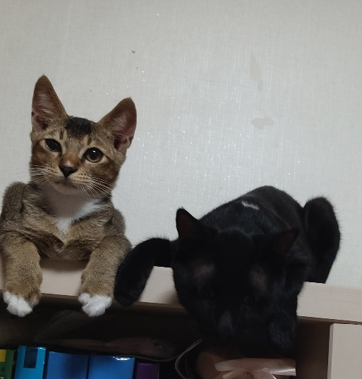 노아와 누리_ 책장 위 오수.jpg