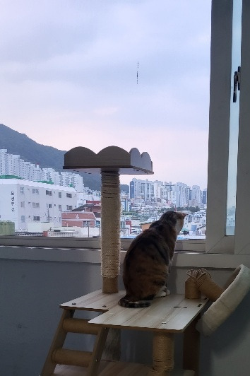 채리_ 고양이 티비 보는 고양이.jpg