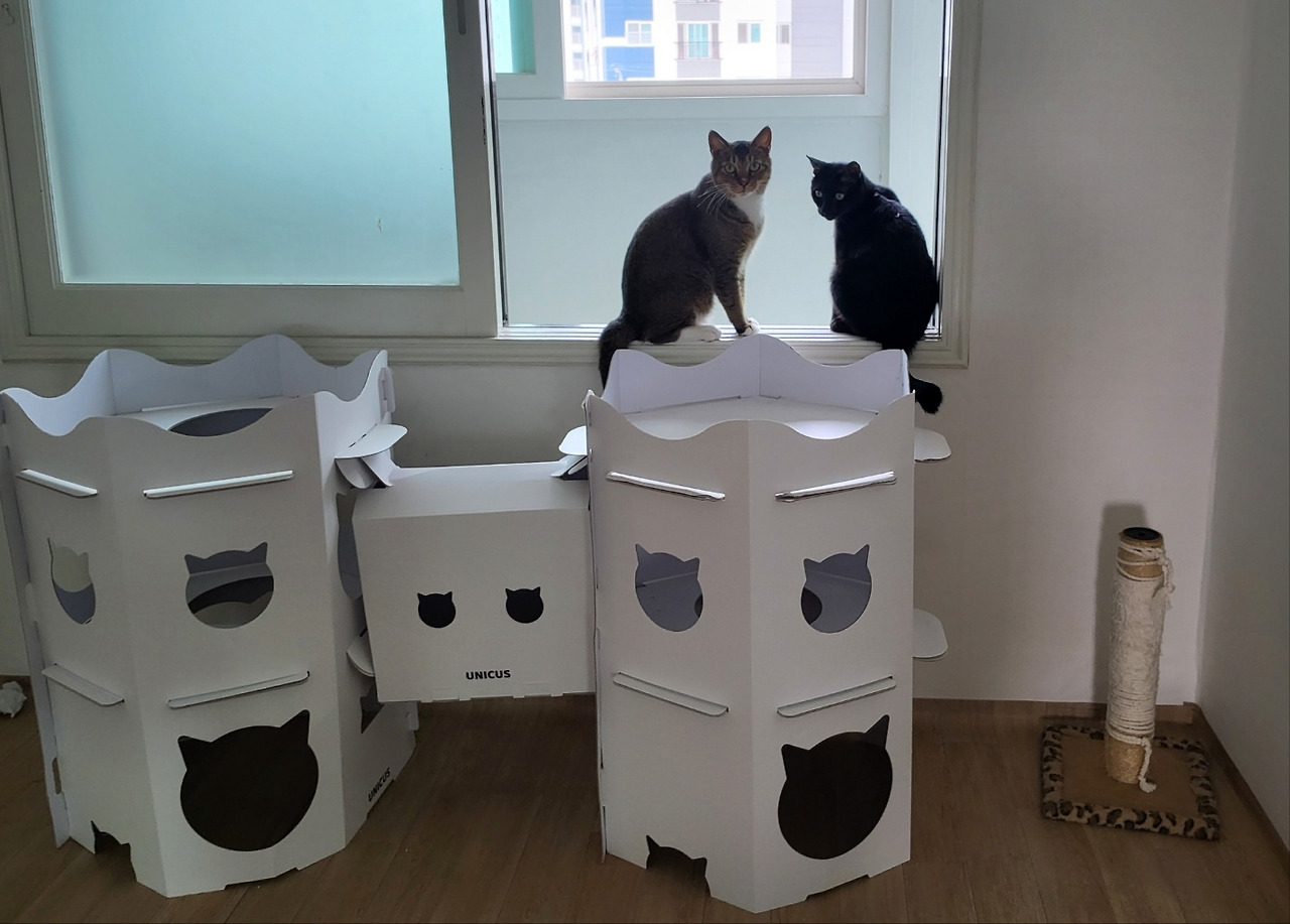 노아&누리 고양이용 티비 시청 중.jpg