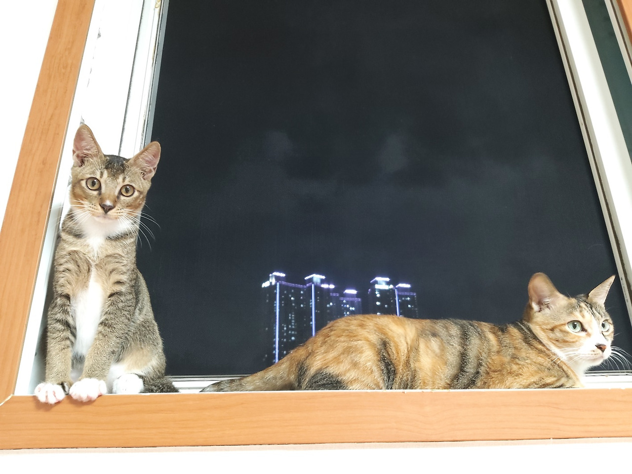 채리와 누리_불꽃놀이 창가.jpg