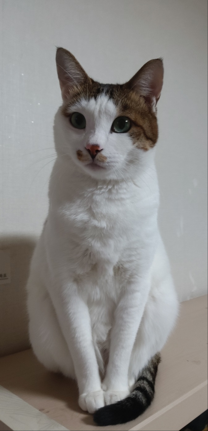 얌전한 규수 놀이.jpg