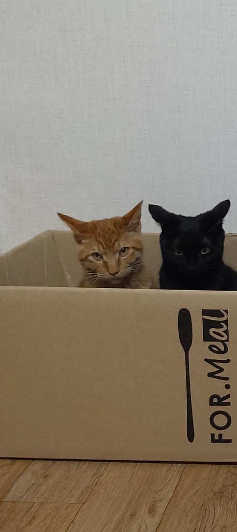 노아와 레오_박스 안에서.jpg