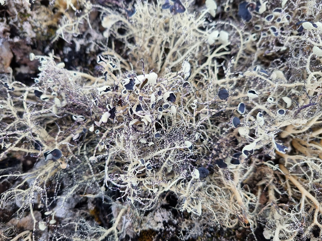 남극 지의류.jpg