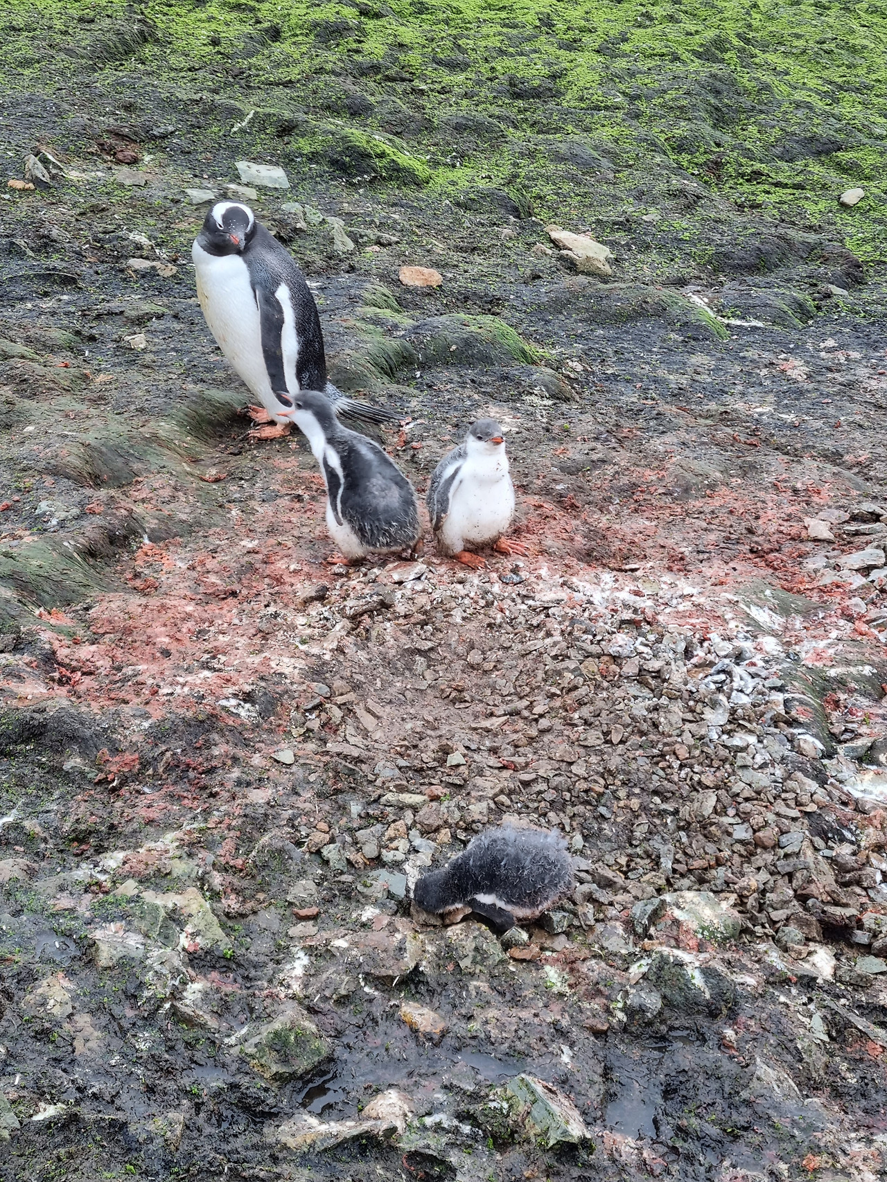 도망가는 젠투.jpg