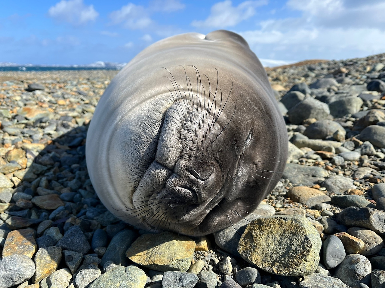 웨델물범.jpg