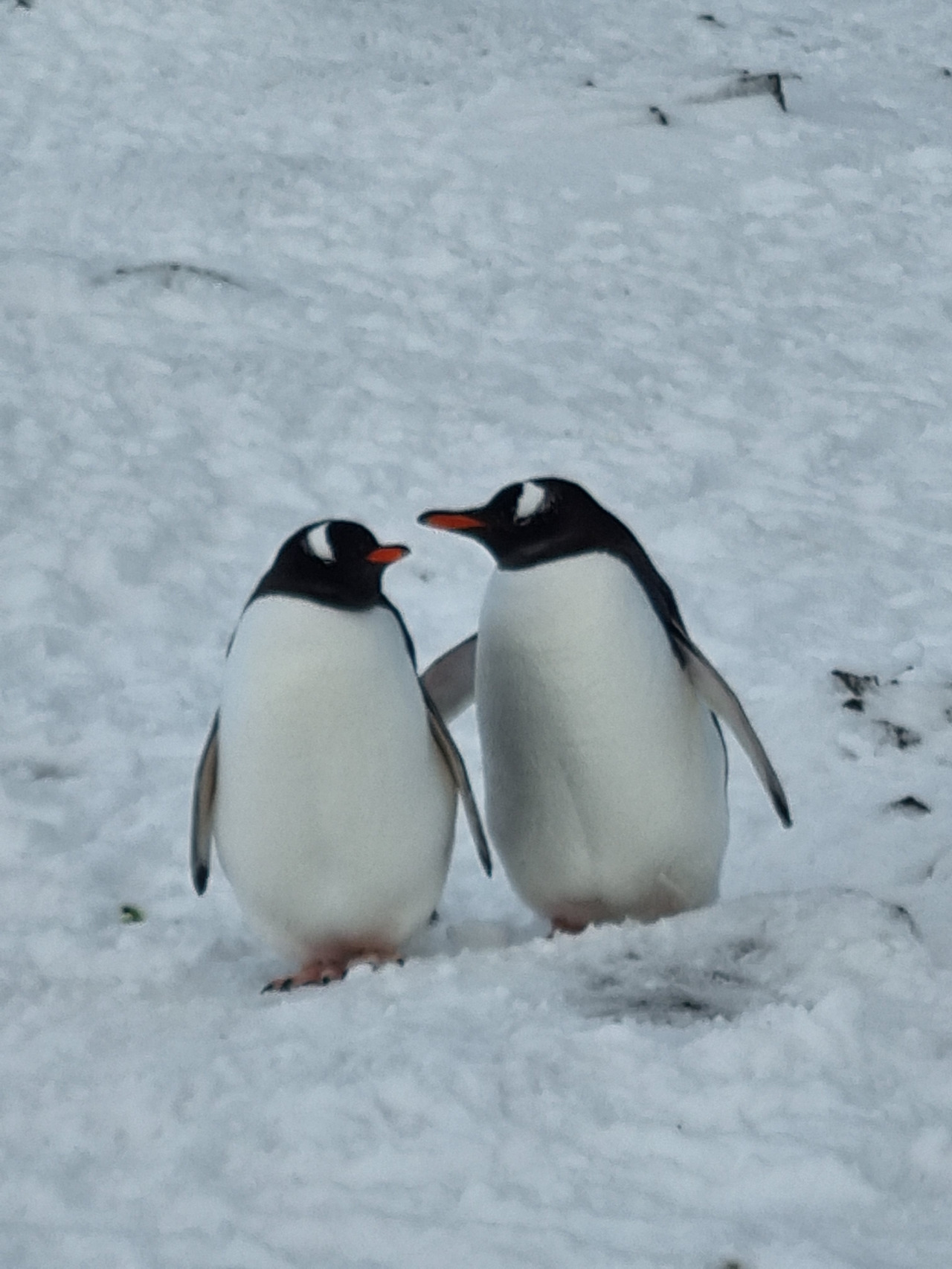 두 펭귄.jpg