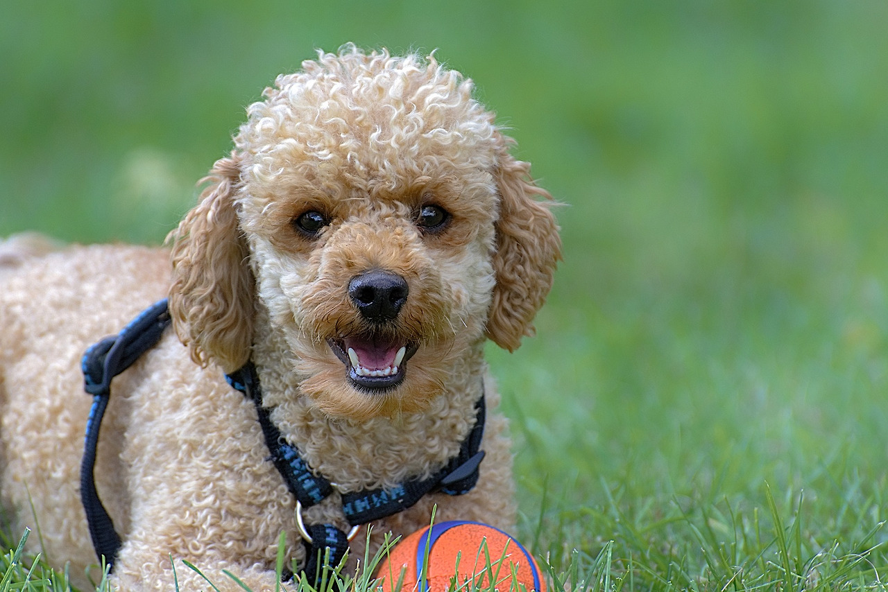 embark-poodle-guide-1.jpg
