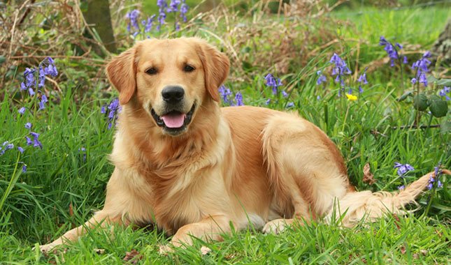 Golden-Retriever-3-645mk062411.jpg