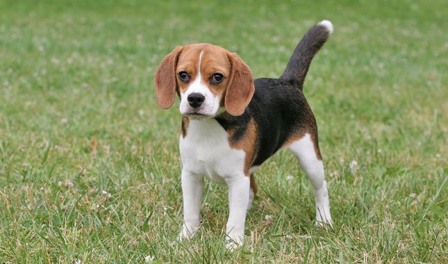 Beagle-3-645mk062311.jpg