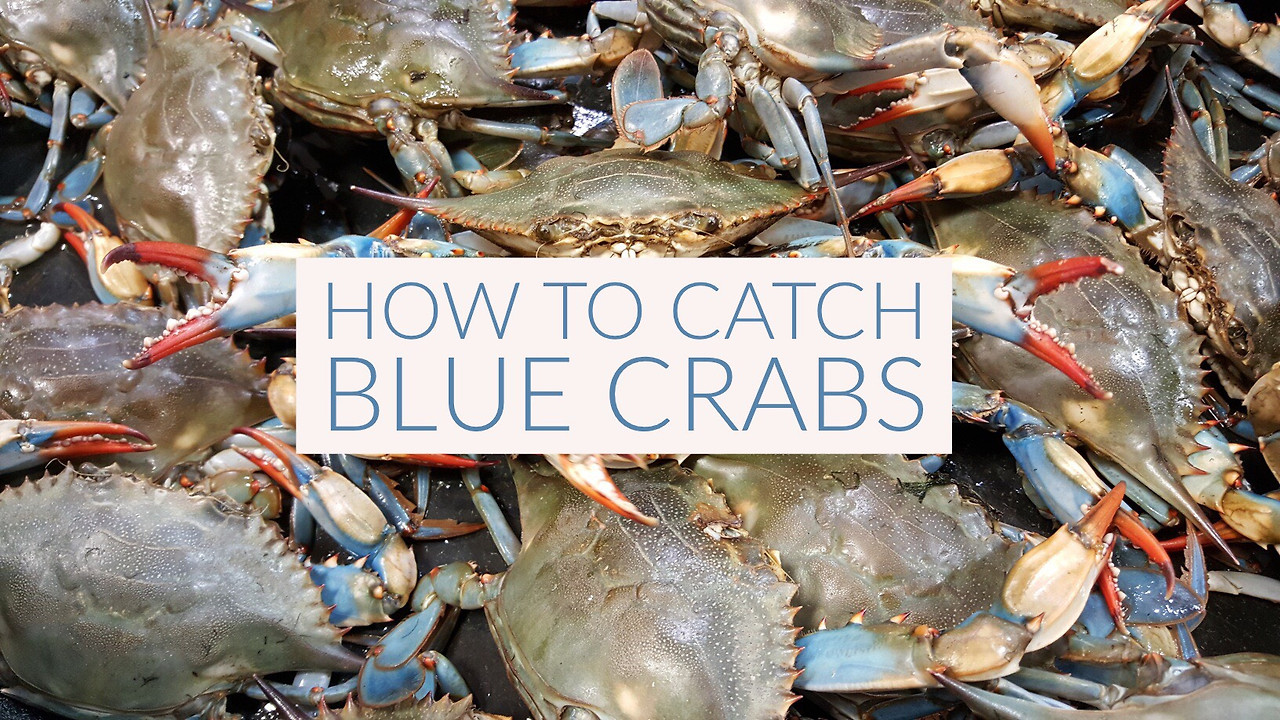 blue_crabs_1632.jpg