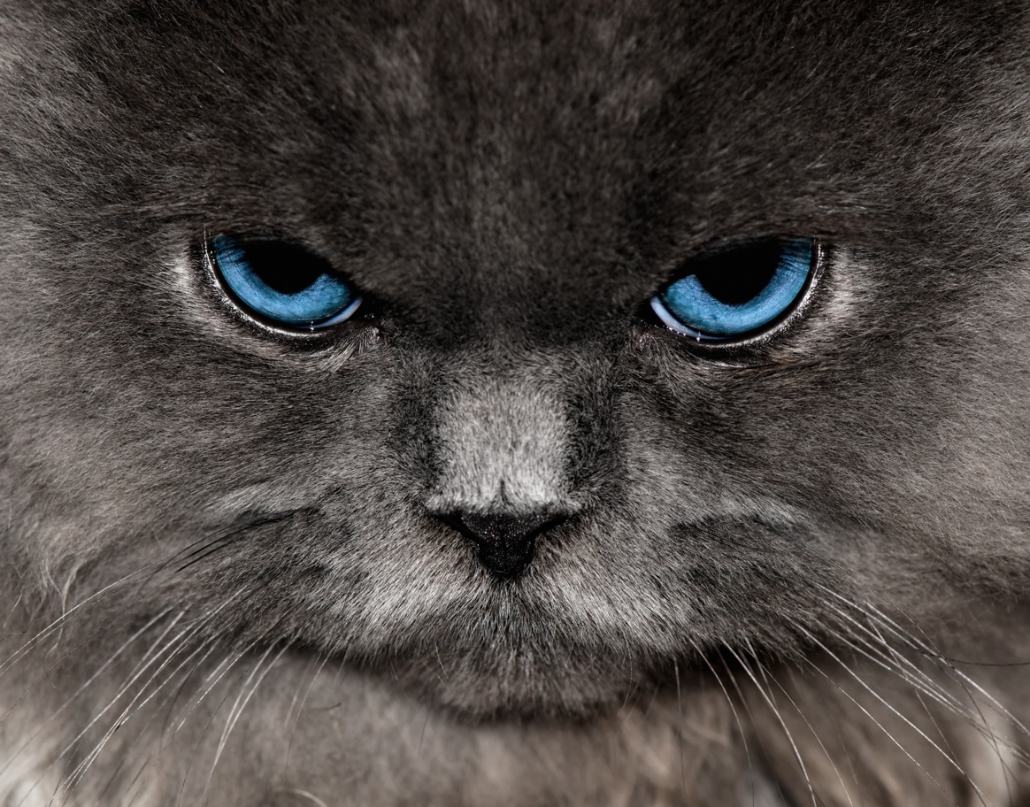 20220223 GettyImages-jv11445097 다주택자 냥이.jpg