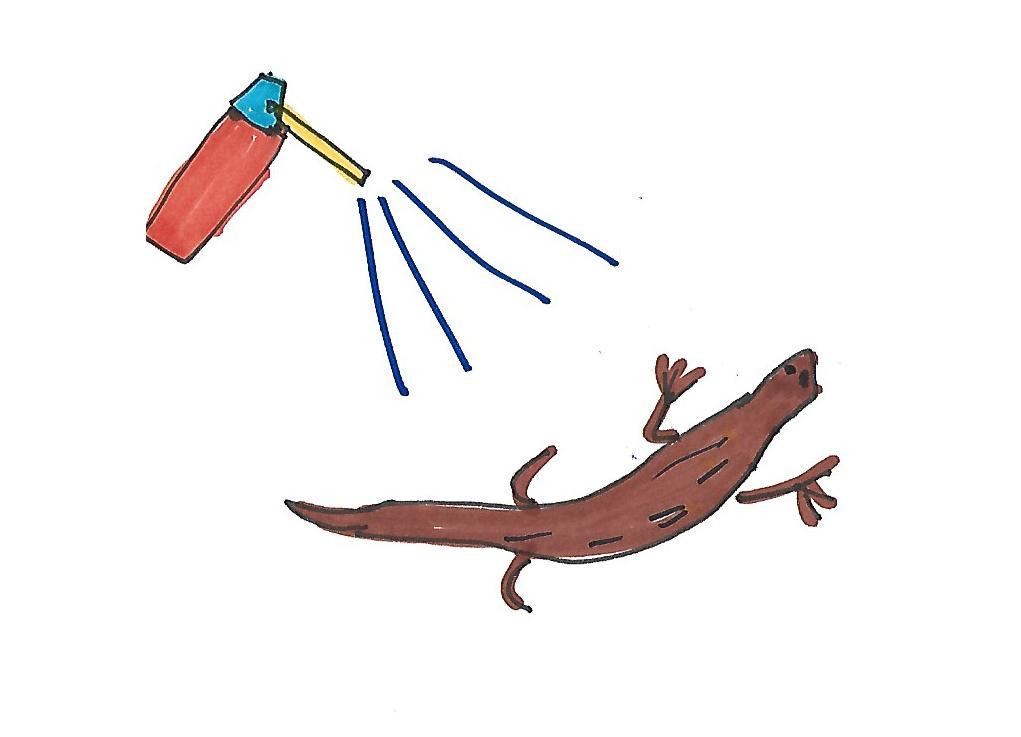 아기 도마뱀.jpg