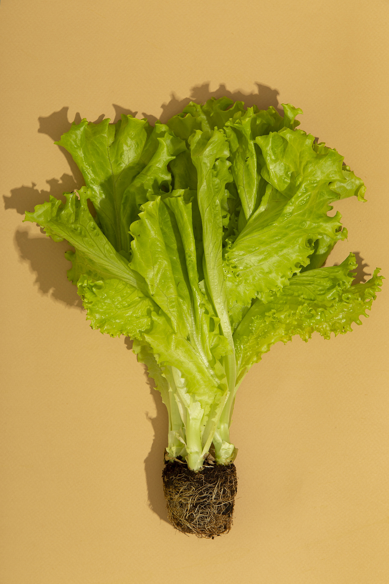 front-view-salad.jpg