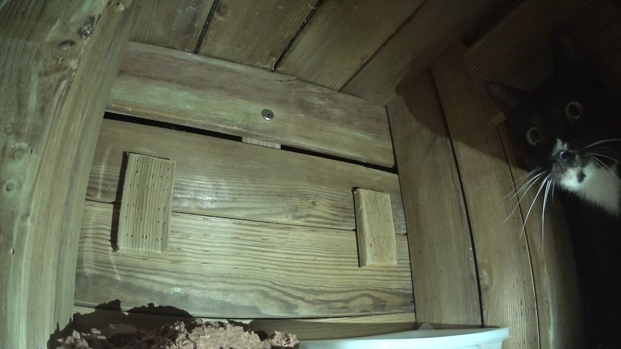 고양이의숲 episode_1 마법의상자.mp4_20180815_070753.974.jpg