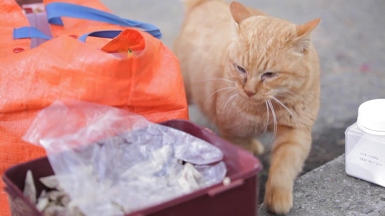 [SHANA]고양이의숲가편집_161019 3 (2).mp4_20170115_054012.833.jpg