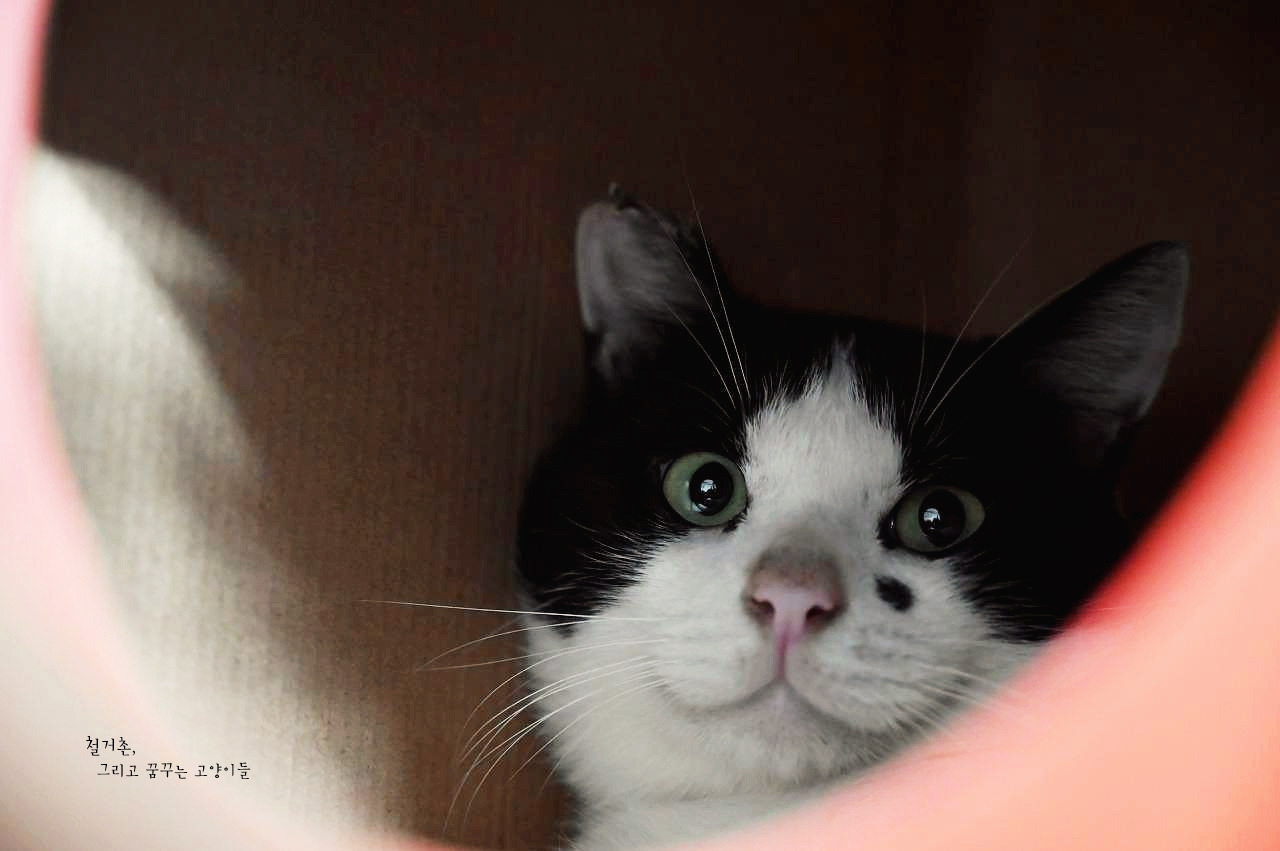 괴정 미소냥_워터마크.jpg