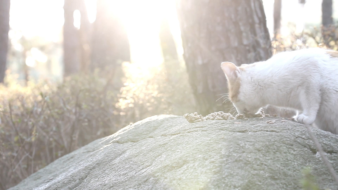고양이의숲 episode_1 마법의상자.mp4_20180815_070615.582.jpg