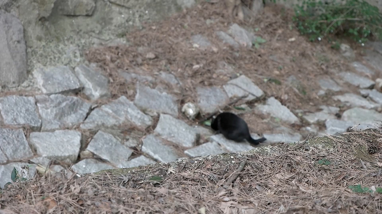 고양이의숲 episode_1 마법의상자.mp4_20180815_070658.179.jpg