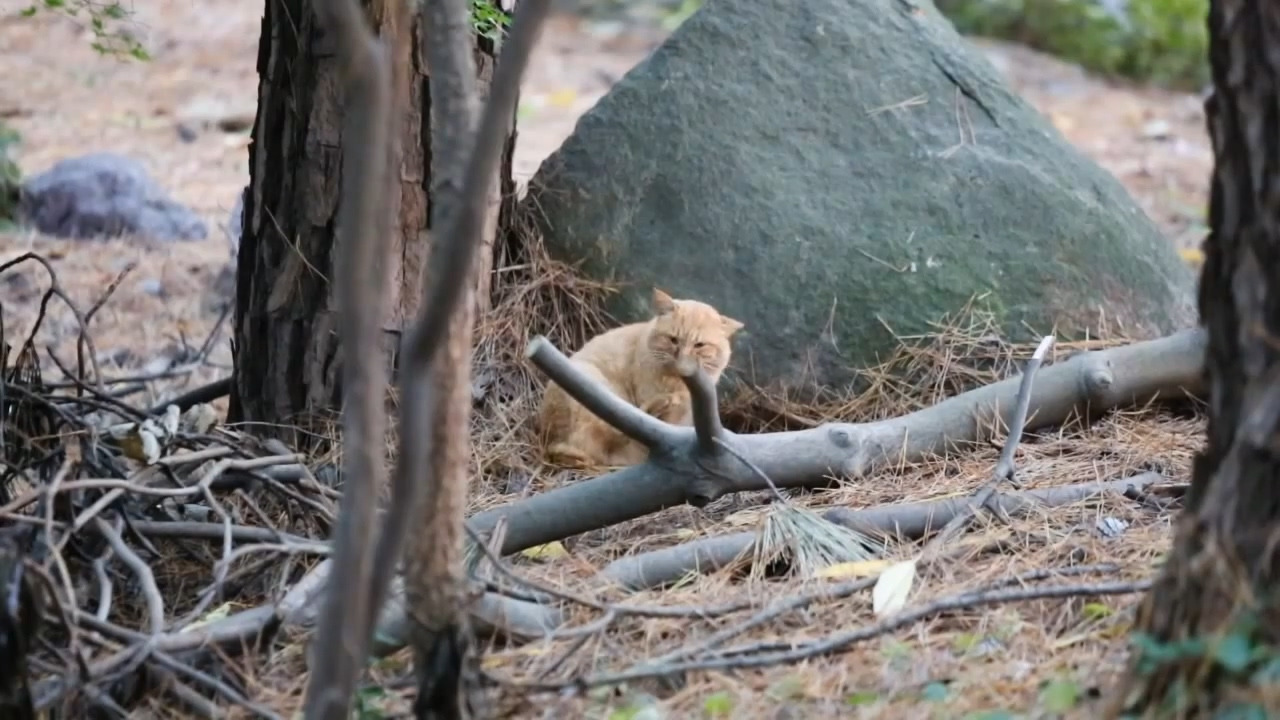 _ν렪湲고쉷_ㅽ걧 - 怨좎뼇_댁쓽___곗_2.mp4_20170130_020931.840.jpg