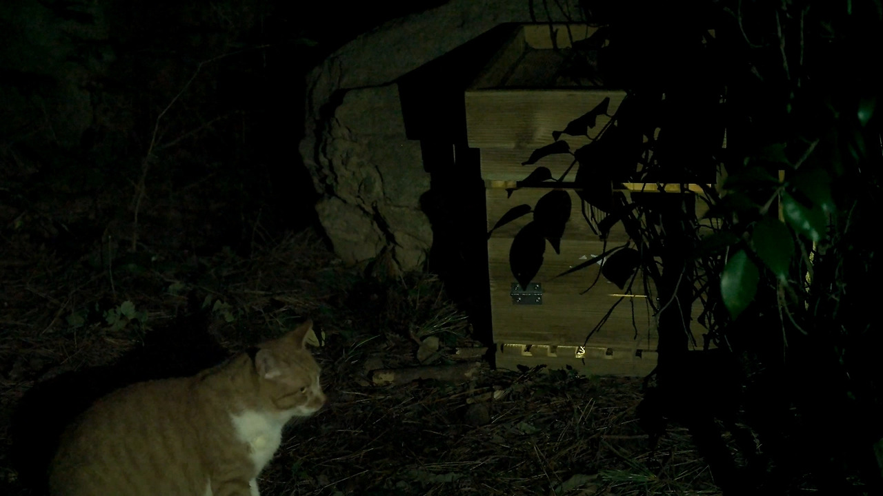 고양이의숲 episode_1 마법의상자.mp4_20180815_070742.920.jpg