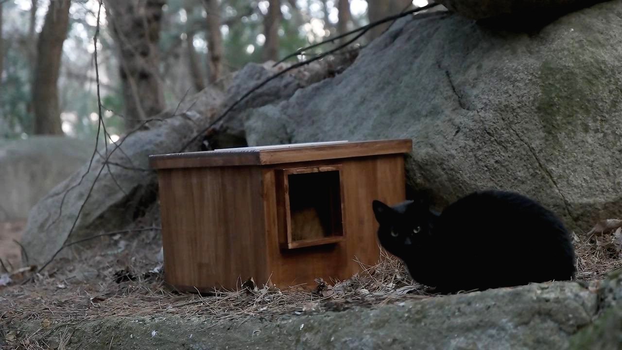 고양이의숲 episode_1 마법의상자.mp4_20180815_070947.088.jpg