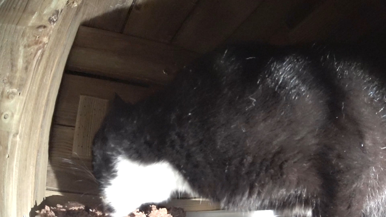 고양이의숲 episode_1 마법의상자.mp4_20180815_070805.688.jpg