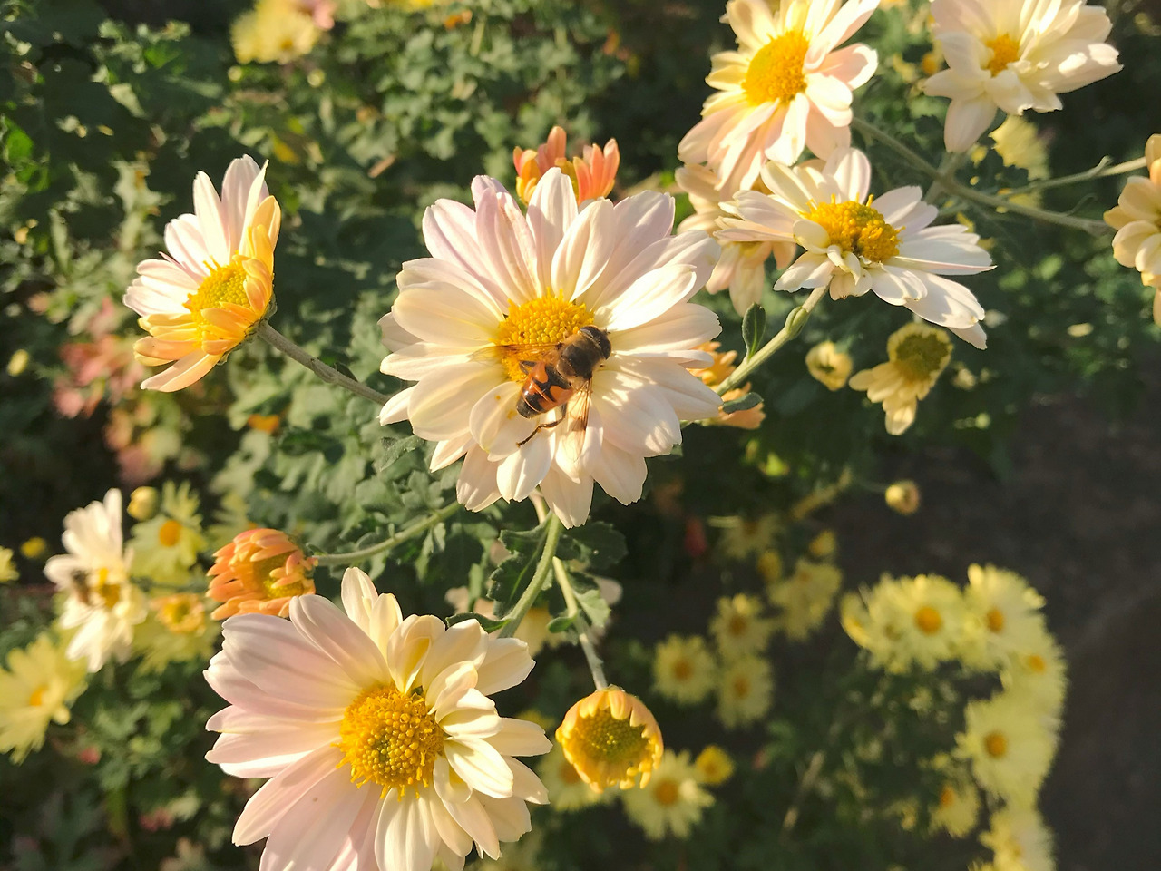 그날의 국화.jpg