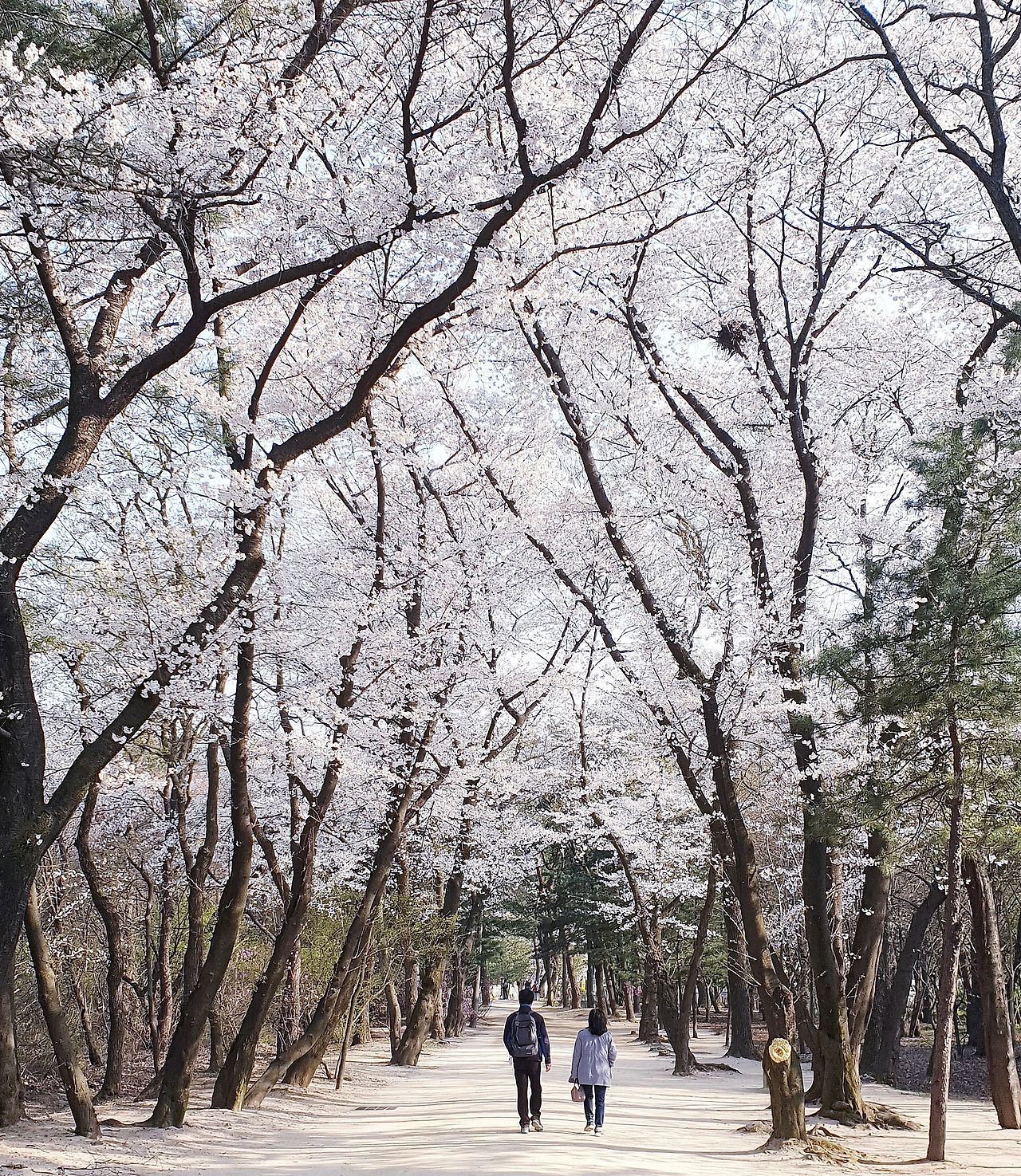 마지막 벚꽃.jpg