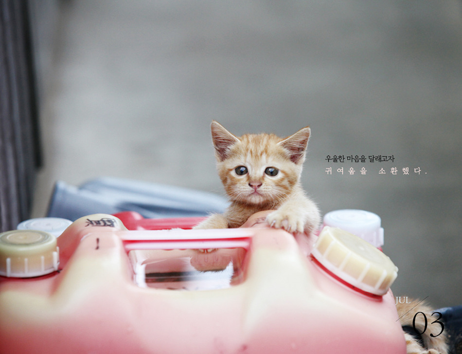 사본 -고양이일력378.jpg