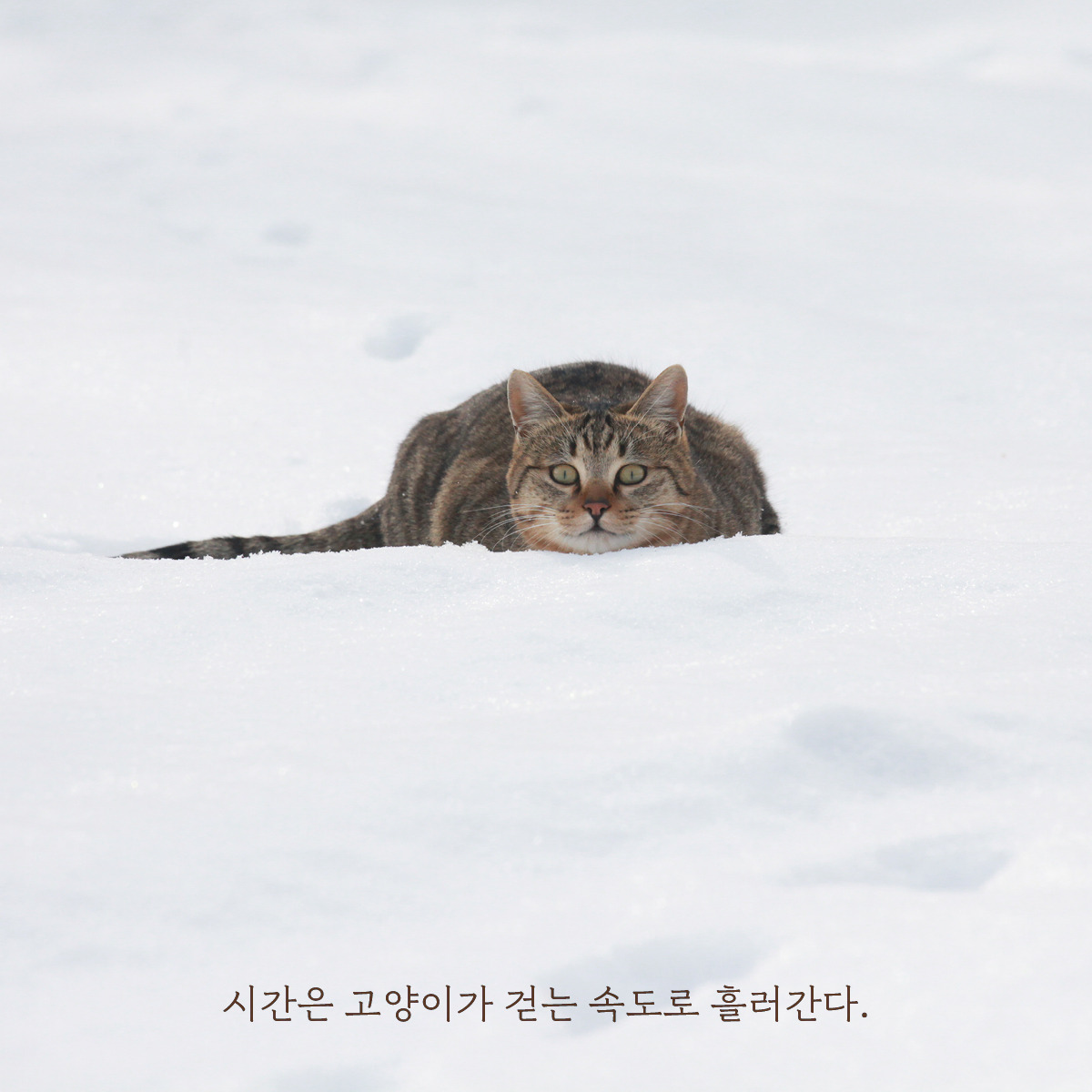 고양이식당-카드(1200)11.jpg