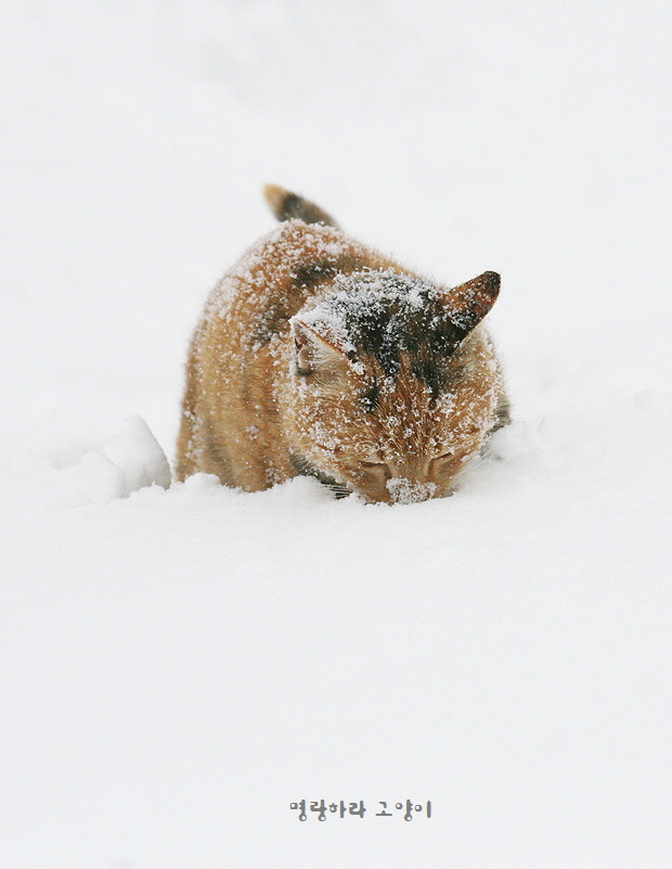 꾸미기_눈봉9.jpg