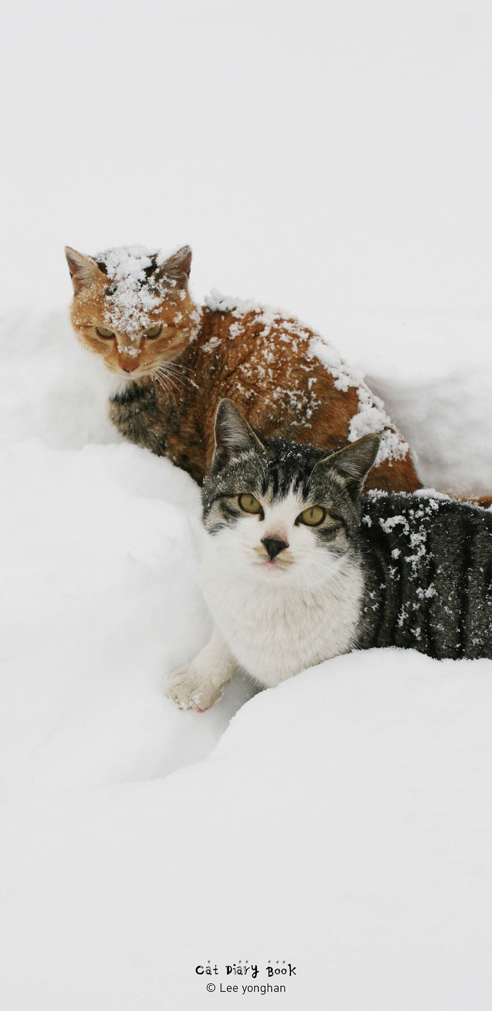 고다북2 갤럭시S89_노트89_1440x2960_12월-0.jpg