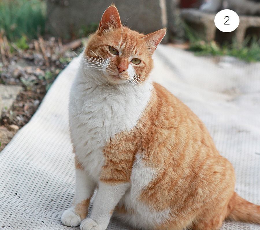 [꾸미기]3-3 달콤이 성장-0.jpg