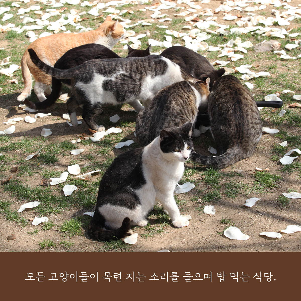 고양이식당-카드(1200)8.jpg