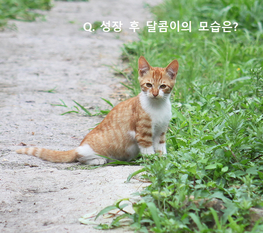 [꾸미기]3-1 달콤이-0.jpg