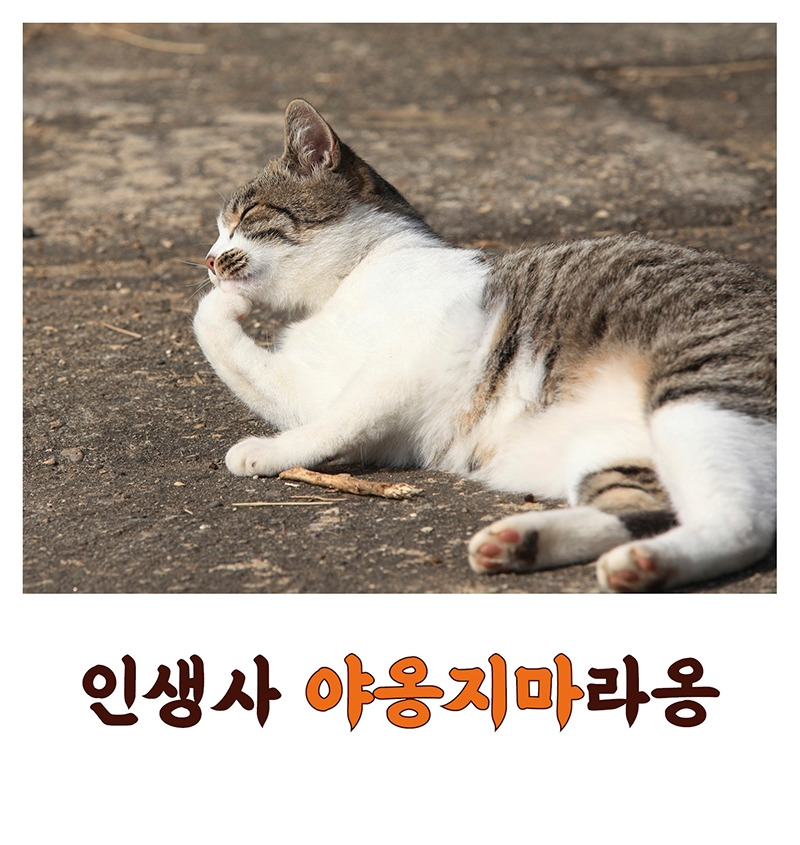 야옹카드15.jpg