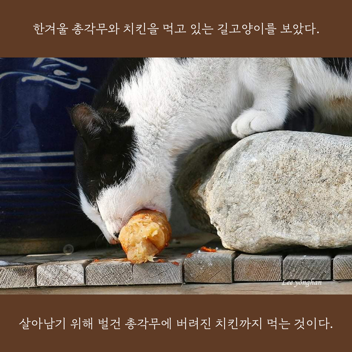 고양이식당-카드(1200)1.jpg