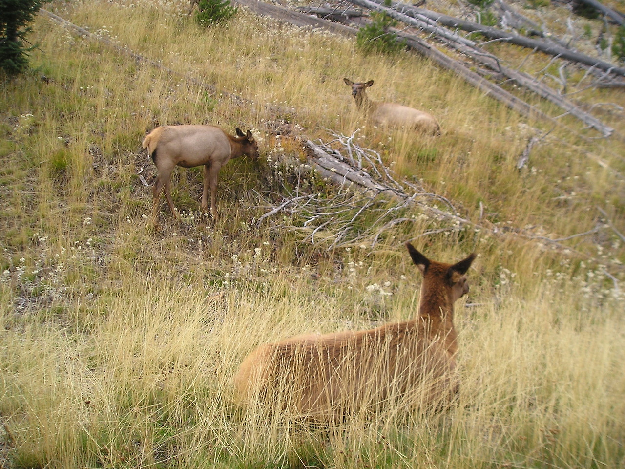 옐로스톤마지막날 028.jpg