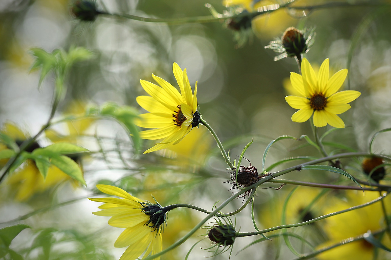 helianthus-4563423_1920.jpg